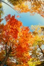 American flag waving in the wind with beautiful autumn tree tops against blue sky Royalty Free Stock Photo
