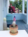 American flags in cacti pots Royalty Free Stock Photo