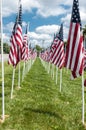 American flags displaying on Memorial Day Royalty Free Stock Photo