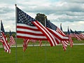 American flags in field Royalty Free Stock Photo