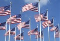 American Flags Flying in Wind, Miami, Florida