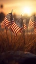 American flags in the grass at sunset. Happy Veterans Day, Memorial Day, Independence Day Royalty Free Stock Photo