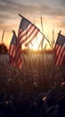 American flags in the grass at sunset. Happy Veterans Day, Memorial Day, Independence Day Royalty Free Stock Photo