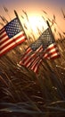 American flags in the grass at sunset. Happy Veterans Day, Memorial Day, Independence Day Royalty Free Stock Photo