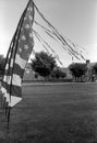 American Flags on a Grassy Field Royalty Free Stock Photo