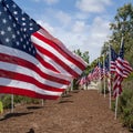 American flags. Memorial Day, Independence Day and Veterans Day Royalty Free Stock Photo