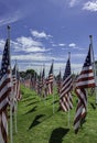 American flags planted in the grass at Florida park.