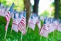 American flags in the public park as part of Memorial Day celebration. No focus