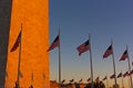 American flags stand in US capital at sunset. Royalty Free Stock Photo