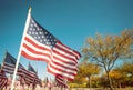 American flags standing in honor of Veterans Day Royalty Free Stock Photo