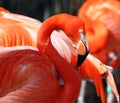 American flamingo Royalty Free Stock Photo