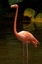 American Flamingo Royalty Free Stock Photo