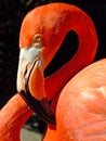 American flamingo Royalty Free Stock Photo