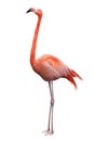 American flamingo