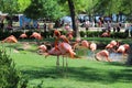 American flamingo Royalty Free Stock Photo