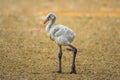 American flamingo Royalty Free Stock Photo