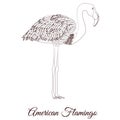 American flamingo bird coloring outline