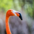 American Flamingo bird, Phoenicopterus ruber, close-up photograph. Royalty Free Stock Photo