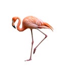 American flamingo bird Phoenicopterus ruber isolated on white