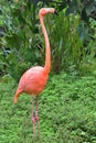 American Flamingo