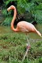 American Flamingo