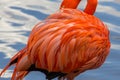 American flamingo cleaning its feathers Royalty Free Stock Photo