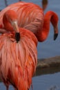 American flamingo cleaning its feathers Royalty Free Stock Photo