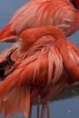 American flamingo cleaning its feathers Royalty Free Stock Photo