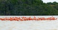 American Flamingo Colony, Celestun, Mexico