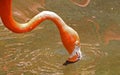 American Flamingo