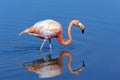 American flamingo - Galapagos Islands