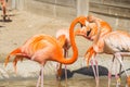 American flamingo group resting in the sun