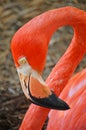 American flamingo head