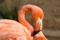 American Flamingo Head Royalty Free Stock Photo