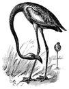 American flamingo I Antique Bird Illustrations