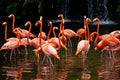 American Flamingo, Orange flamingo Royalty Free Stock Photo