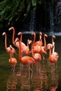 American Flamingo, Orange flamingo Royalty Free Stock Photo