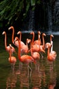 American Flamingo, Orange flamingo