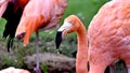 American flamingo, orange/pink plumage, Oklahoma City Zoo and Botanical Garden Royalty Free Stock Photo