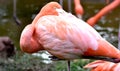 American flamingo, orange/pink plumage, Oklahoma City Zoo and Botanical Garden Royalty Free Stock Photo