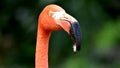 American flamingo, orange/pink plumage, Oklahoma City Zoo and Botanical Garden