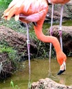 American flamingo, orange/pink plumage, Oklahoma City Zoo and Botanical Garden Royalty Free Stock Photo