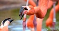 American flamingo, orange/pink plumage, Oklahoma City Zoo and Botanical Garden Royalty Free Stock Photo