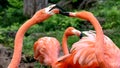 American flamingo, orange/pink plumage, Oklahoma City Zoo and Botanical Garden Royalty Free Stock Photo