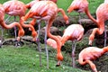 American flamingo, orange/pink plumage, Oklahoma City Zoo and Botanical Garden Royalty Free Stock Photo