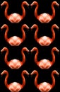 American flamingo (Phoenicopterus ruber) Royalty Free Stock Photo