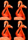 American flamingo (Phoenicopterus ruber)