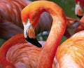 American Flamingo - Phoenicopterus ruber Royalty Free Stock Photo