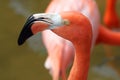 American flamingo Phoenicopterus ruber Royalty Free Stock Photo