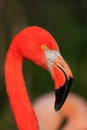 American flamingo Phoenicopterus ruber close-up of the red head very close up Royalty Free Stock Photo